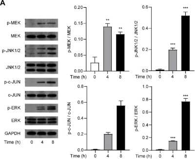 Detection of Phospho-JNK (T183/Y185) by Western Blot