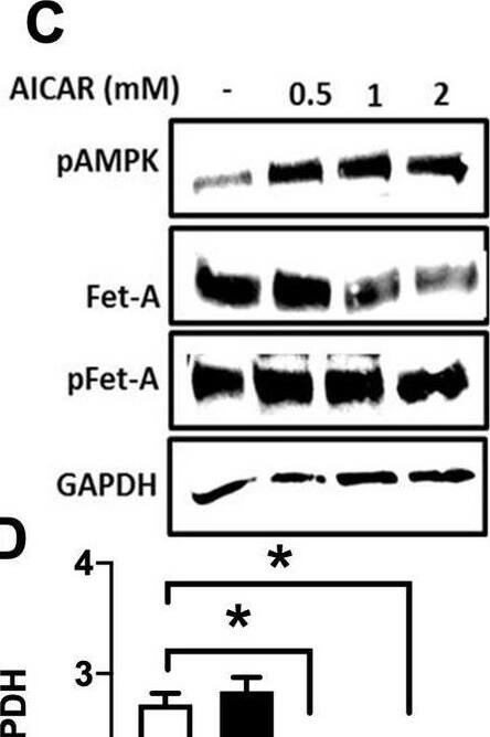 Detection of Fetuin A/AHSG by Western Blot