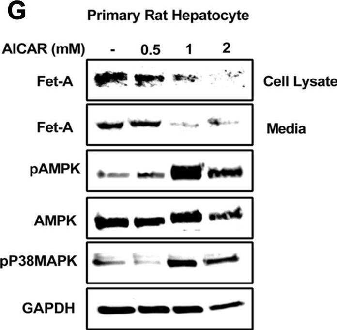 Detection of Fetuin A/AHSG by Western Blot