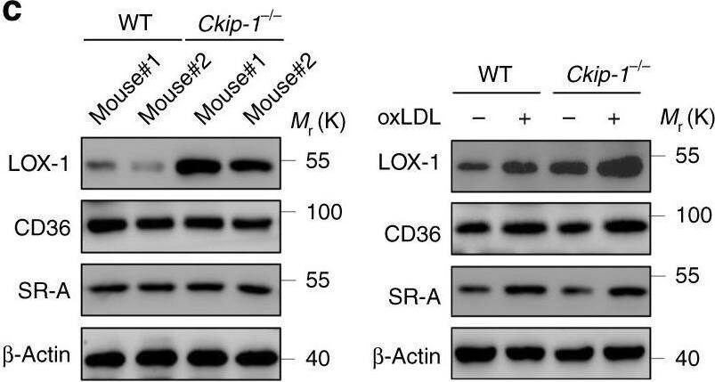 Detection of Mouse LOX-1/OLR1 by Western Blot
