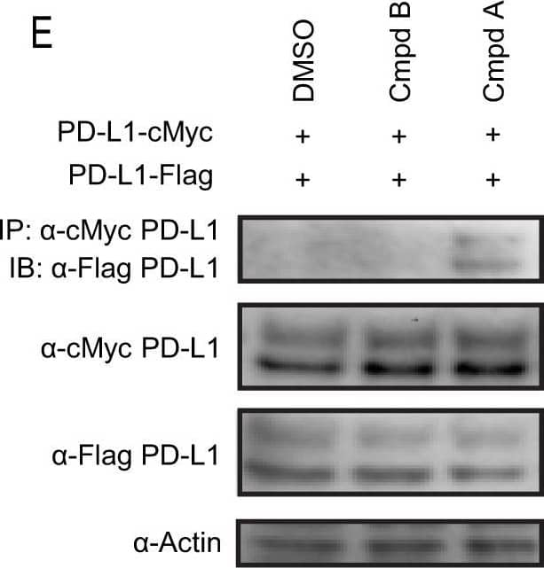 Detection of Chinese hamster PD-L1 by Western Blot