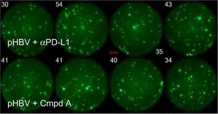 Detection of Chinese hamster PD-L1 by Western Blot