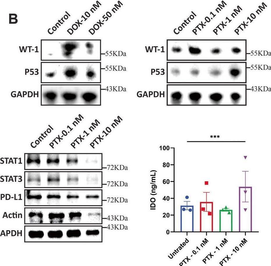 Detection of PD-L1/B7-H1 by Western Blot