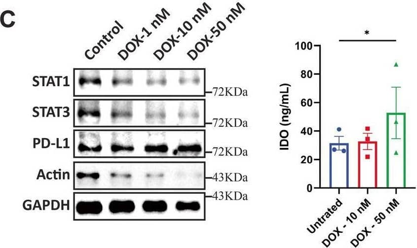 Detection of PD-L1/B7-H1 by Western Blot