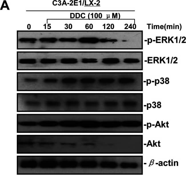 Detection of Human ERK1/ERK2 by Western Blot