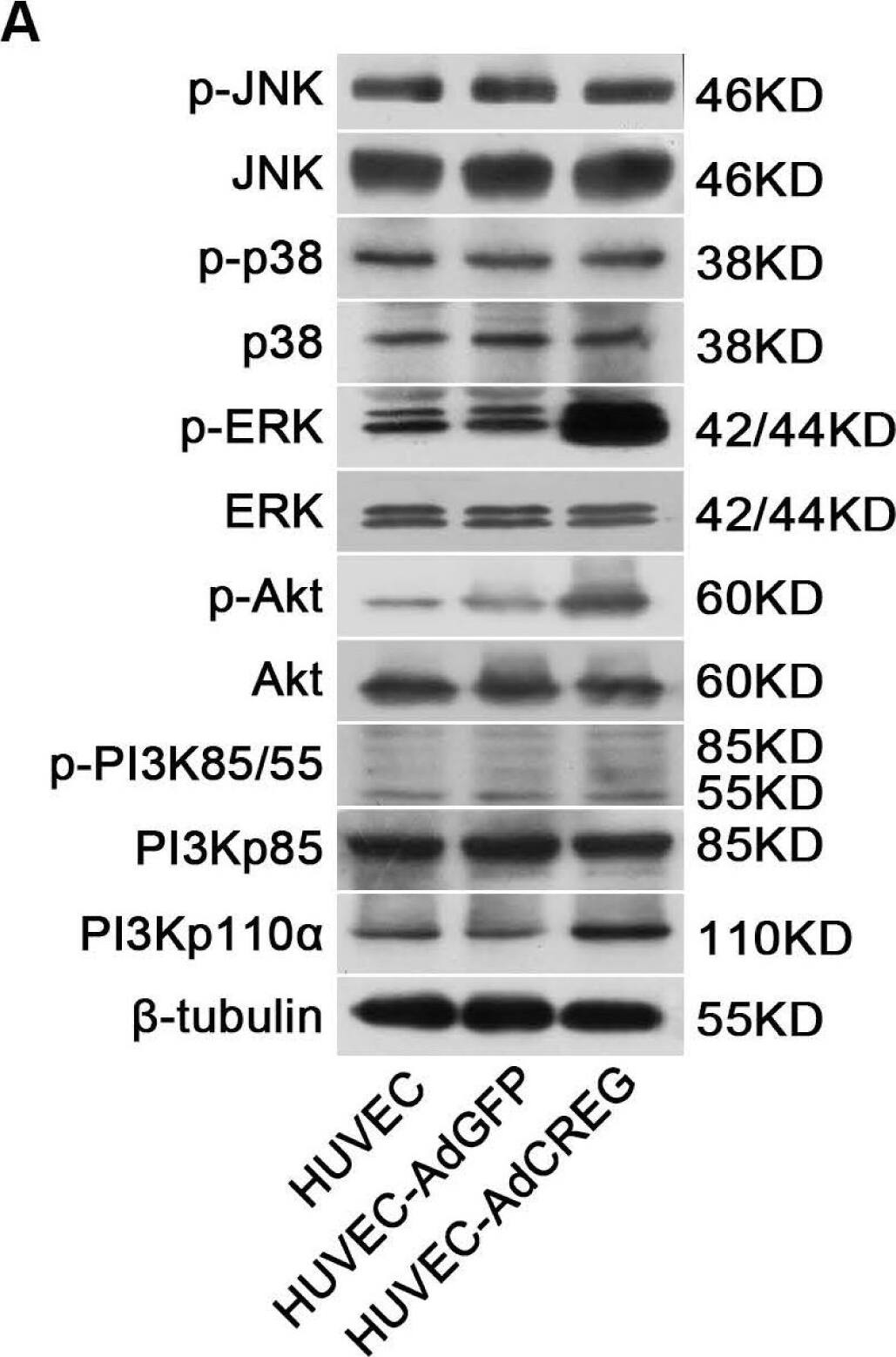 Detection of Human ERK1/ERK2 by Western Blot
