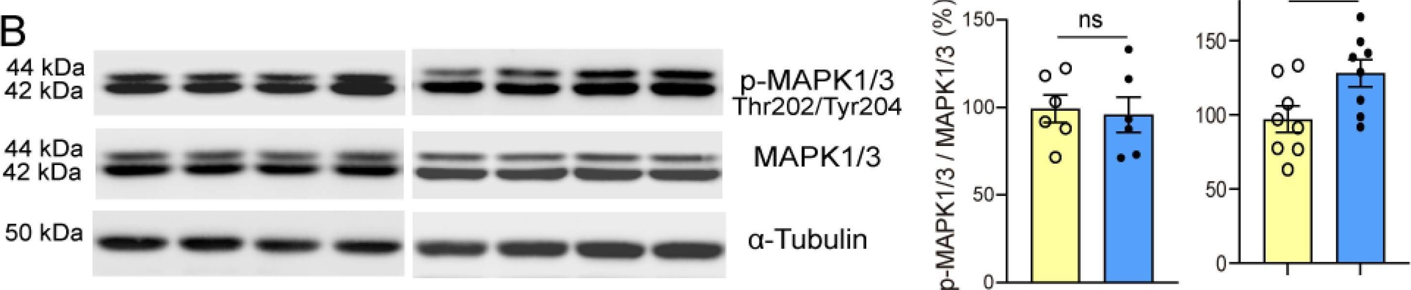 Detection of ERK1/ERK2 by Western Blot