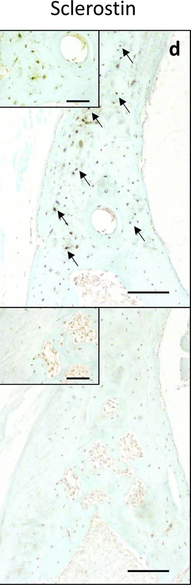 Detection of Mouse Mouse SOST/Sclerostin Antibody by Immunohistochemistry