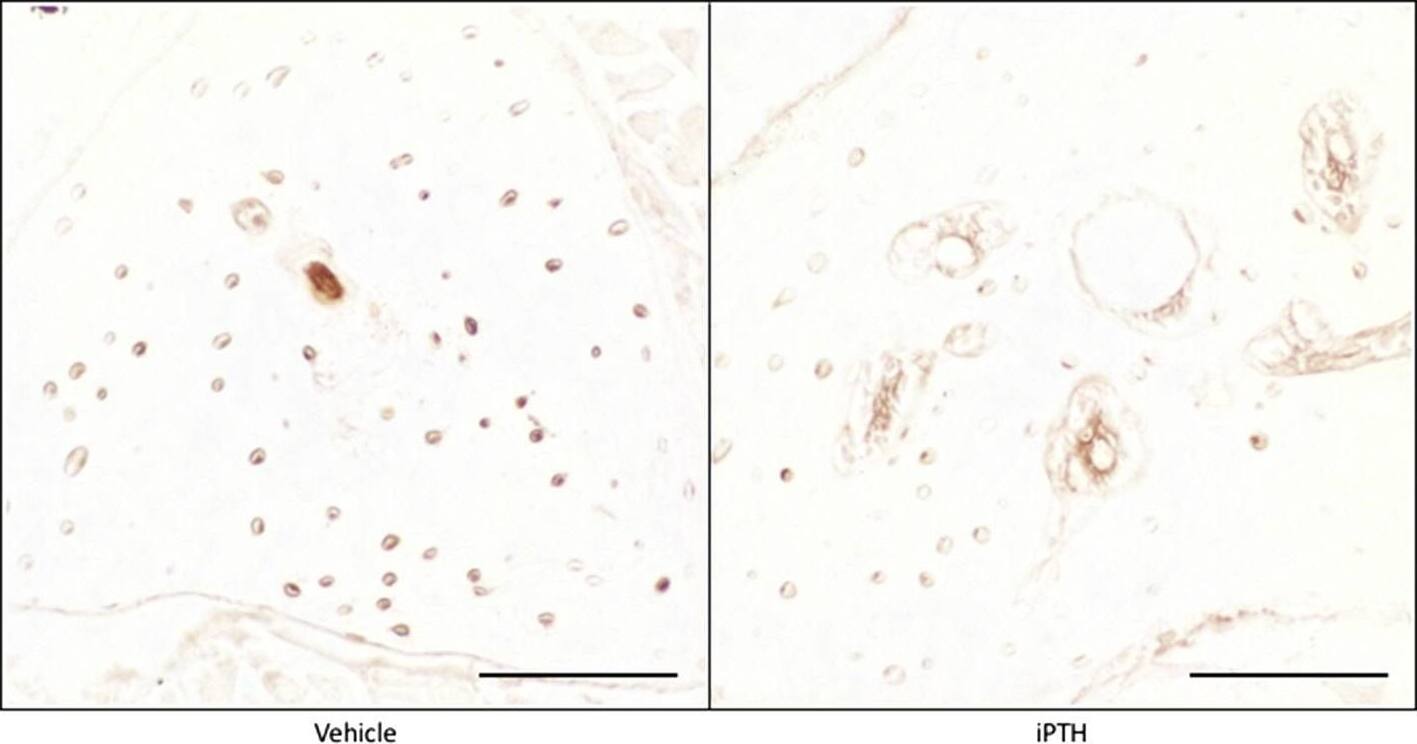 Detection of Mouse Mouse SOST/Sclerostin Antibody by Immunohistochemistry