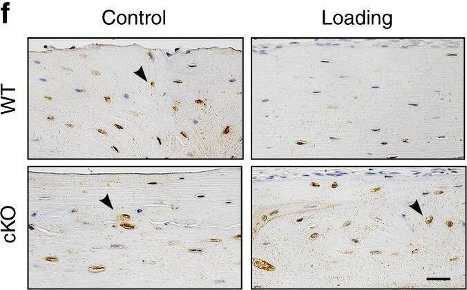 Detection of Mouse SOST/Sclerostin by Immunohistochemistry