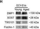 Detection of SOST/Sclerostin by Western Blot