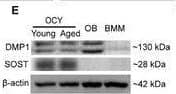 Detection of SOST/Sclerostin by Western Blot