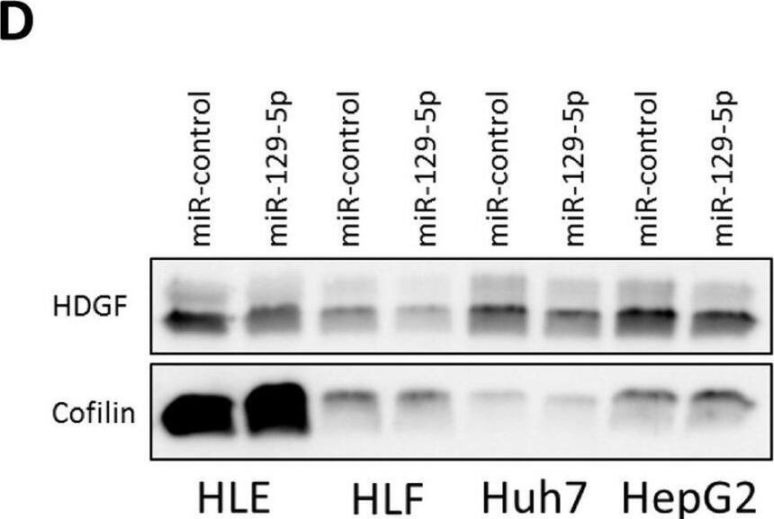 Detection of HDGF by Western Blot
