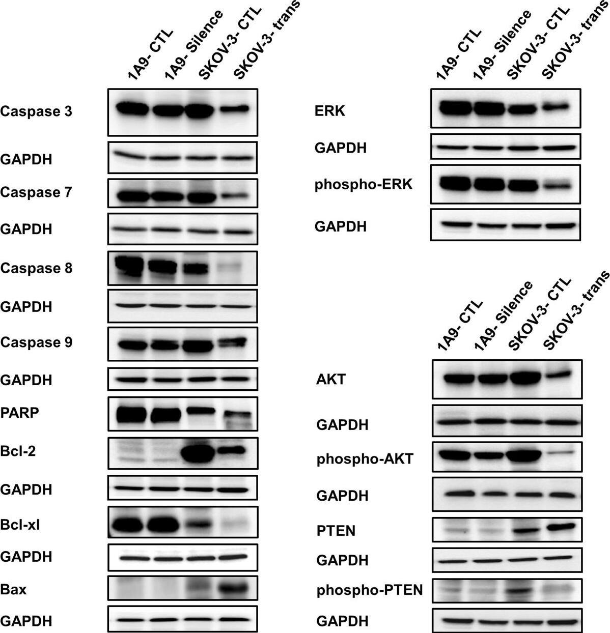 Detection of Human Caspase-8 by Western Blot