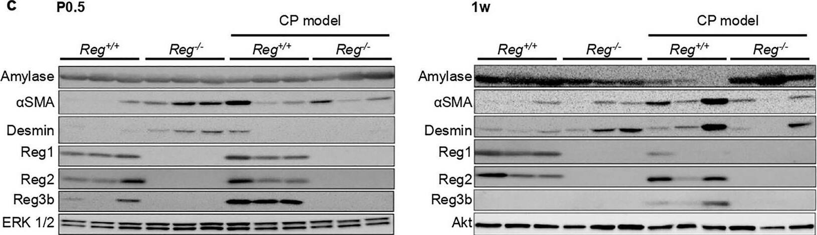 Detection of Mouse Reg1 by Western Blot
