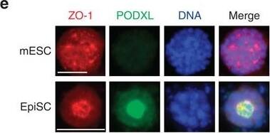 Detection of Human Podocalyxin Like by Immunocytochemistry/Immunofluorescence