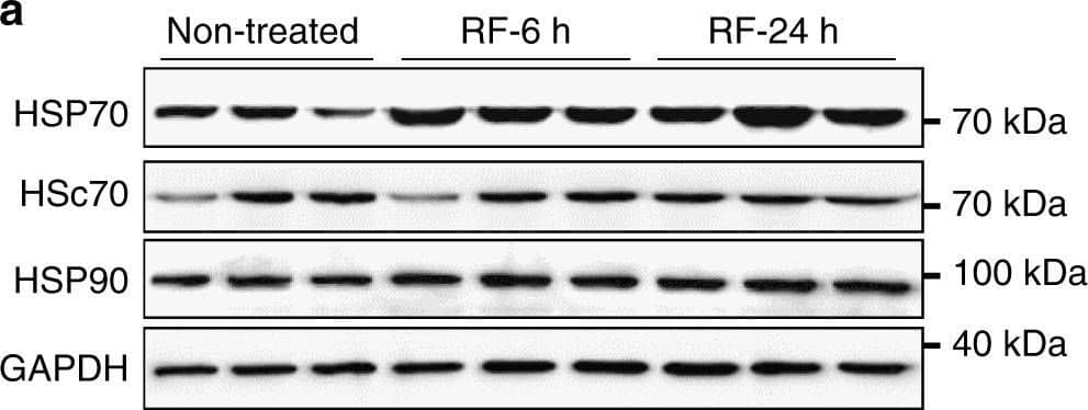 Detection of Mouse HSP70/HSPA1A by Western Blot