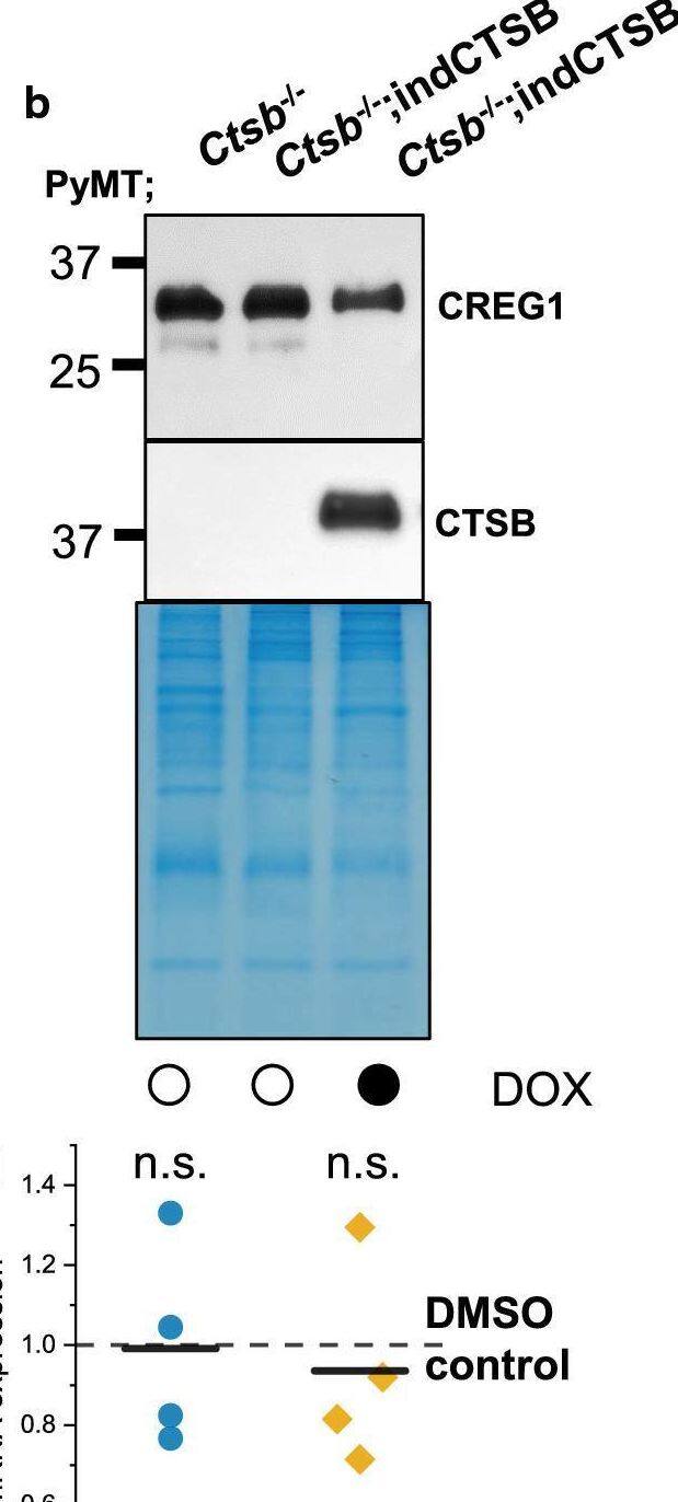 Detection of CREG by Western Blot