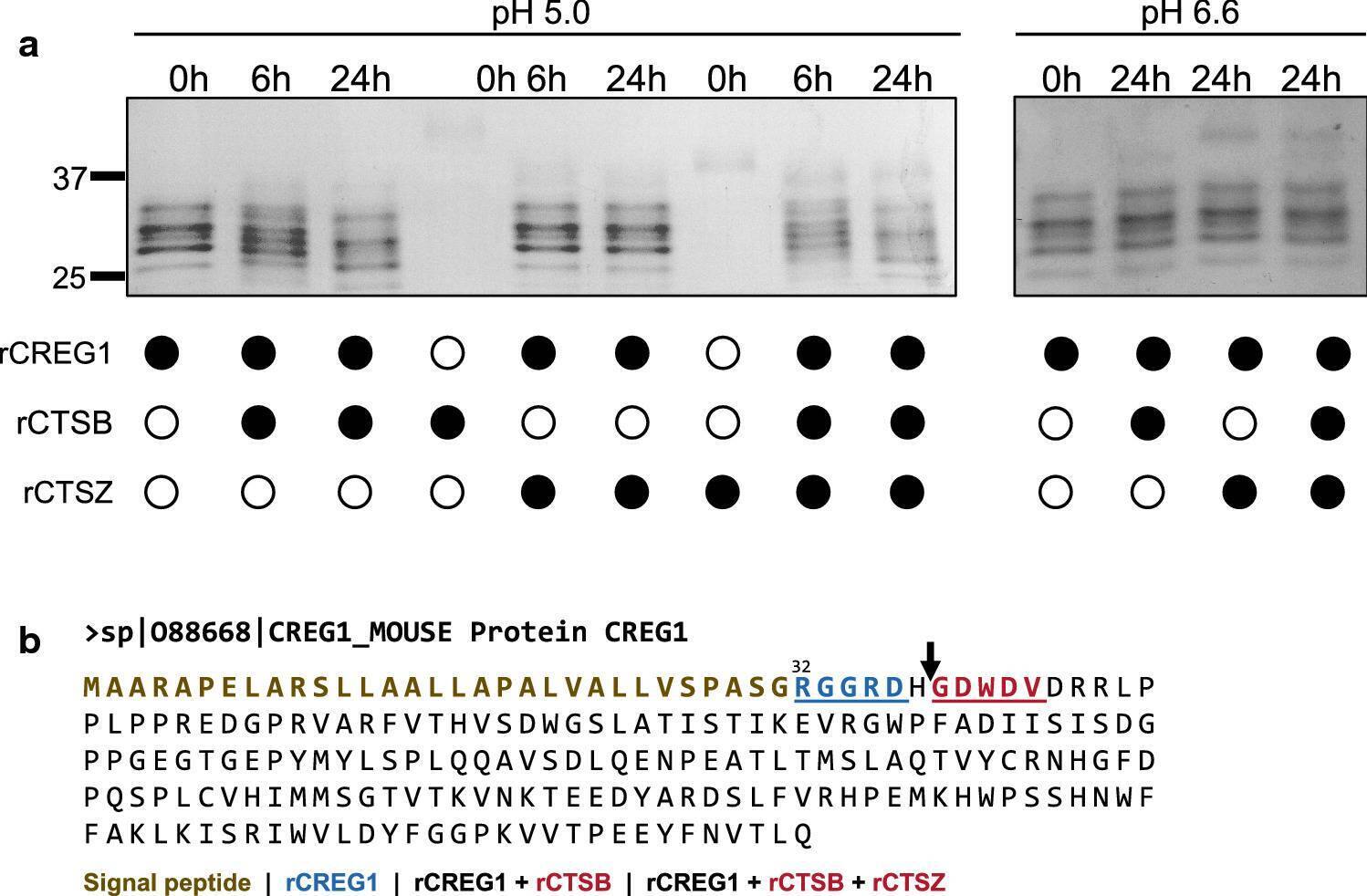 Detection of CREG by Western Blot