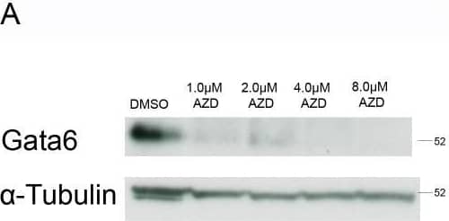Detection of Mouse GATA-6 by Western Blot