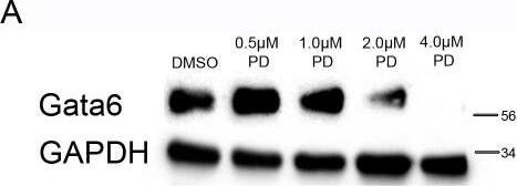 Detection of Mouse GATA-6 by Western Blot