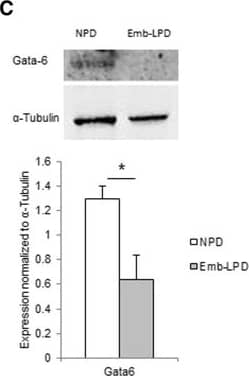 Detection of Mouse GATA-6 by Western Blot
