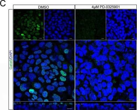 Detection of Mouse GATA-6 by Immunocytochemistry/Immunofluorescence