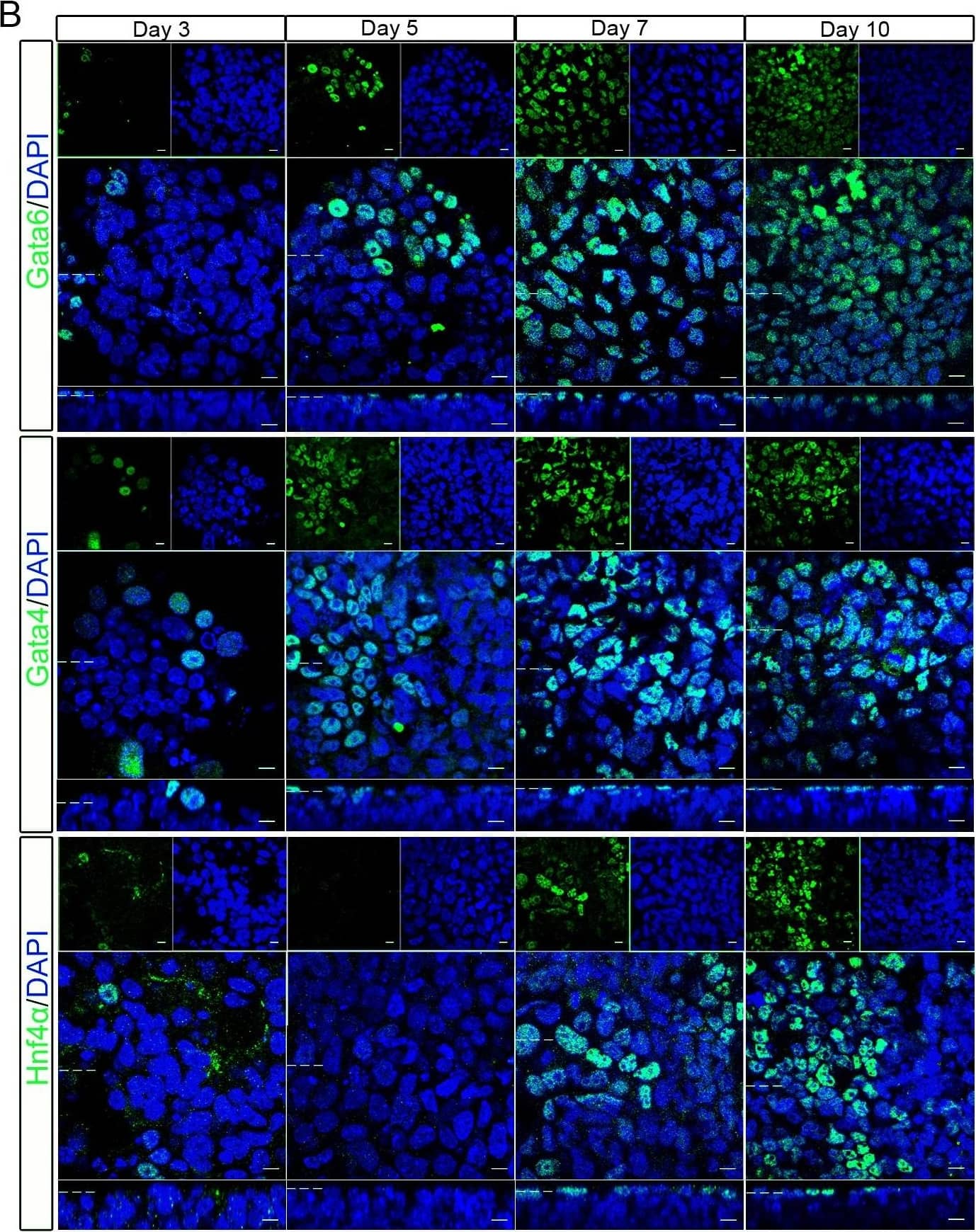 Detection of Mouse GATA-6 by Immunocytochemistry/Immunofluorescence