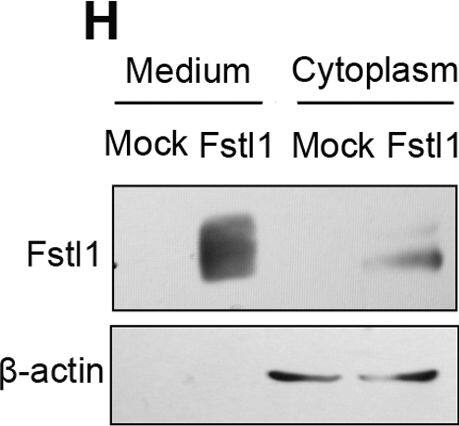 Detection of Human Follistatin-like 1/FSTL1 by Western Blot