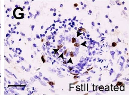 Detection of Mouse Follistatin-like 1/FSTL1 by Immunohistochemistry