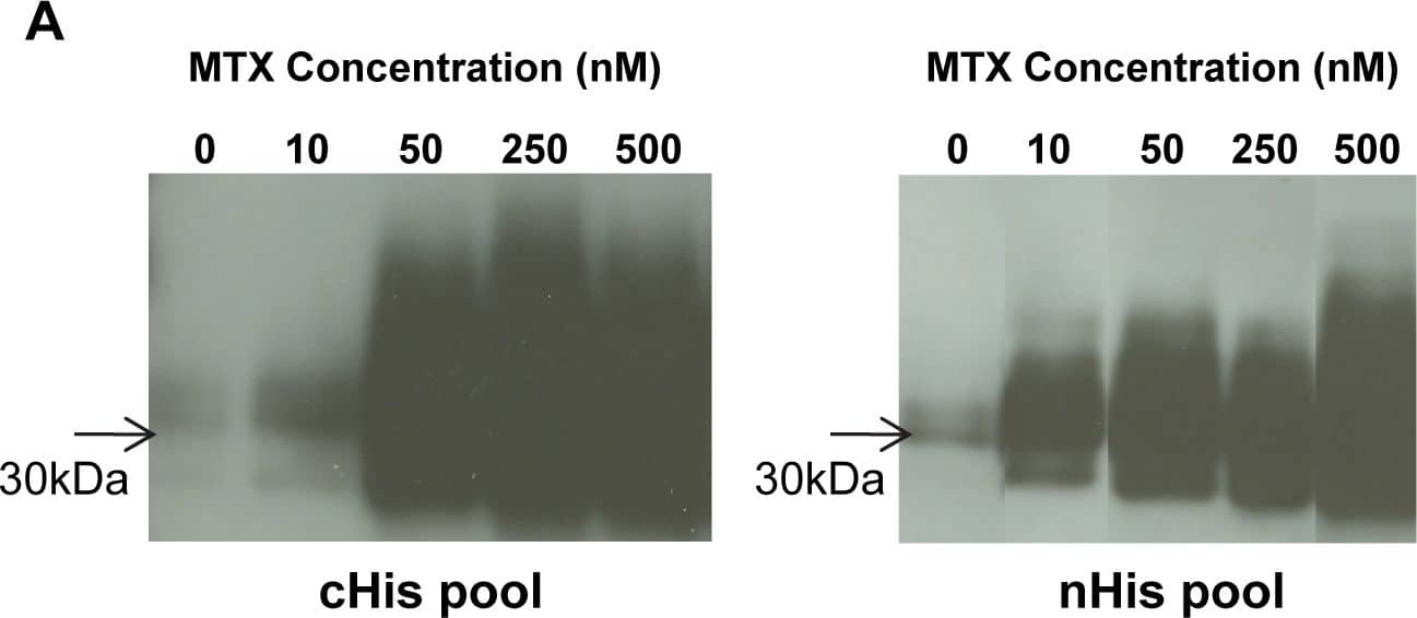 Detection of Mouse Dectin-1/CLEC7A by Western Blot