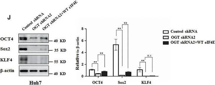 Detection of Human Oct-3/4 by Western Blot