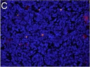 Detection of Mouse LIGHT/TNFSF14 by Immunocytochemistry/Immunofluorescence