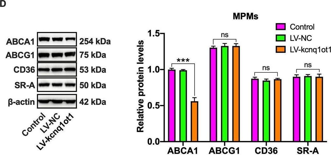 Detection of SR-AI/MSR by Western Blot