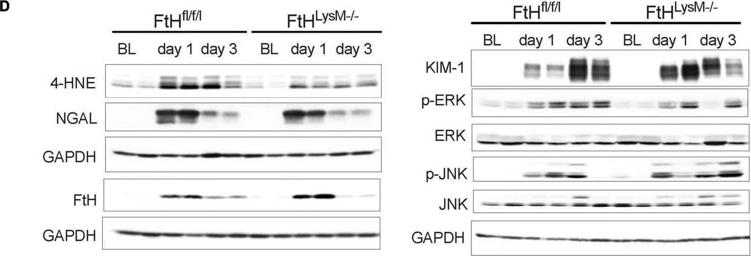 Detection of TIM-1/KIM-1/HAVCR by Western Blot