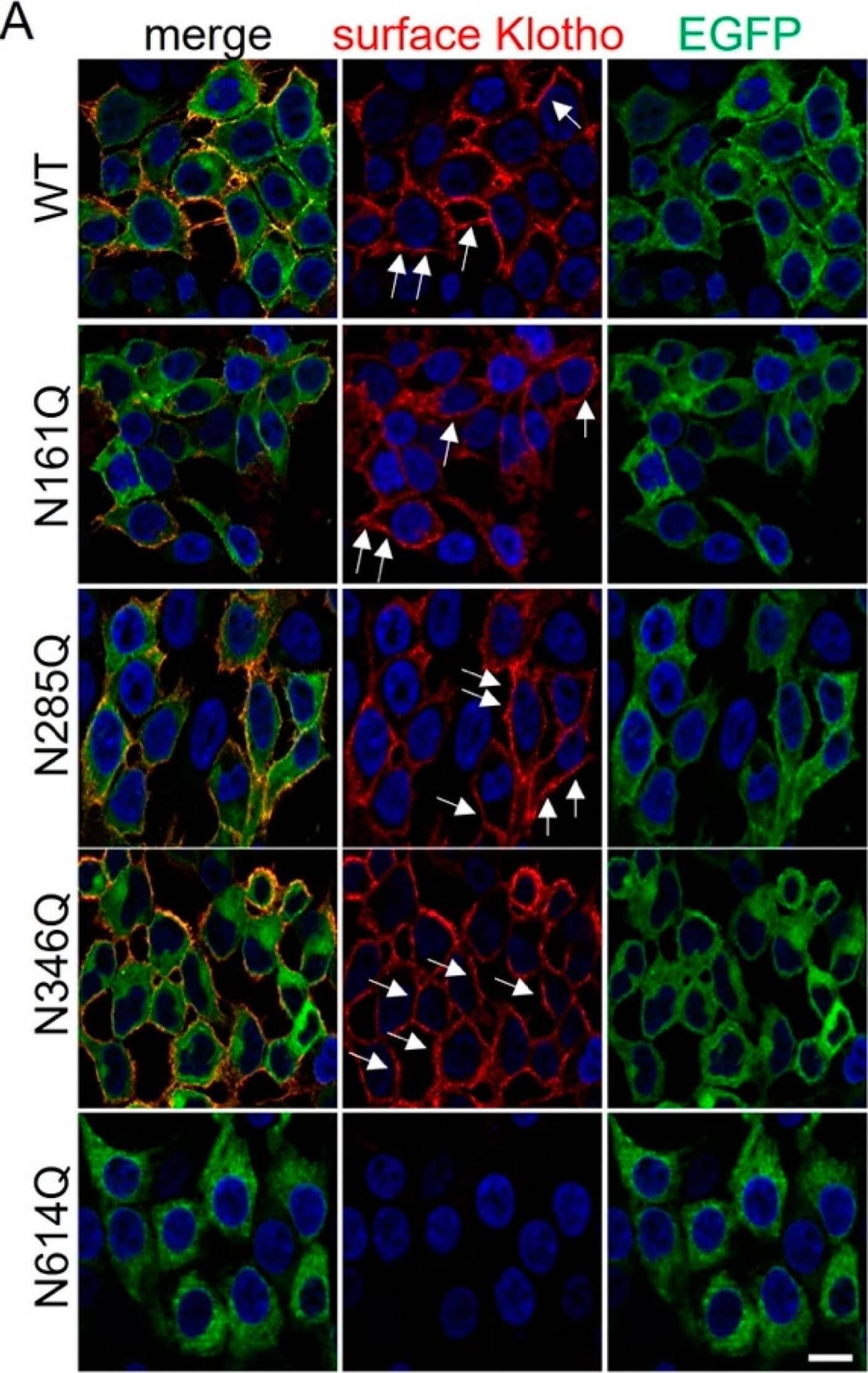 Detection of Mouse Klotho by Immunocytochemistry/ Immunofluorescence