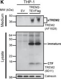Detection of Human TREM2 by Western Blot