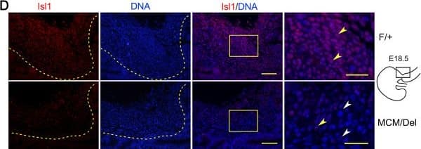 Detection of Mouse Islet-1 by Immunohistochemistry