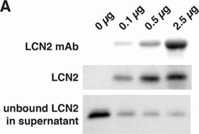 Detection of Mouse Lipocalin-2/NGAL by Western Blot