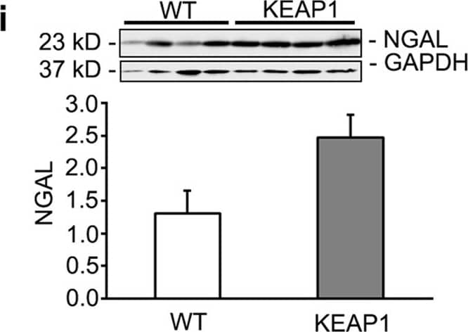 Detection of Mouse Lipocalin-2/NGAL by Western Blot