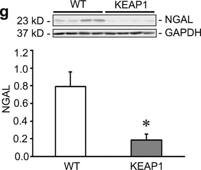 Detection of Mouse Lipocalin-2/NGAL by Western Blot