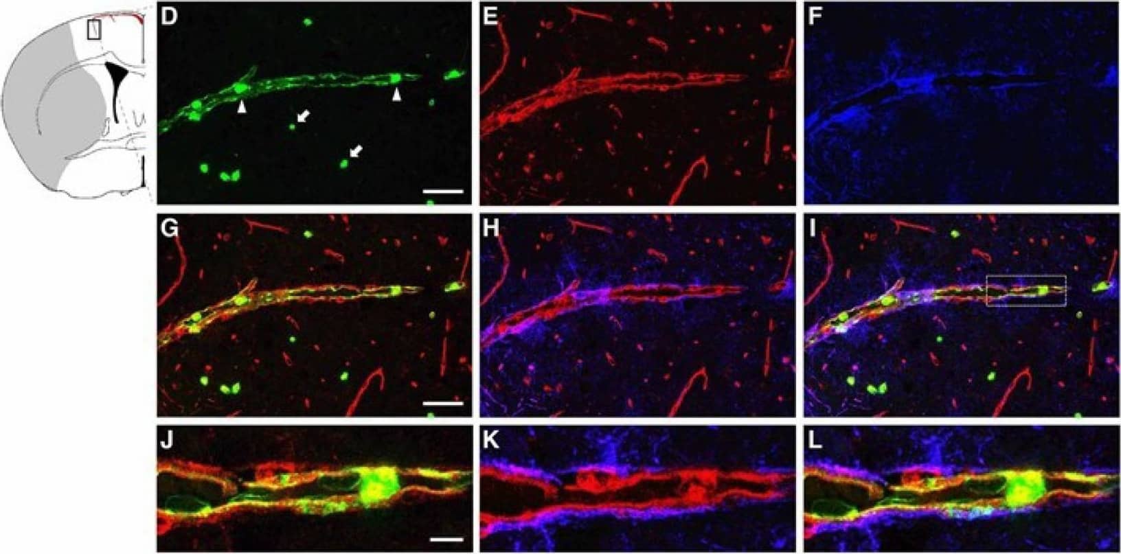 Detection of Mouse Lipocalin-2/NGAL by Immunocytochemistry/Immunofluorescence