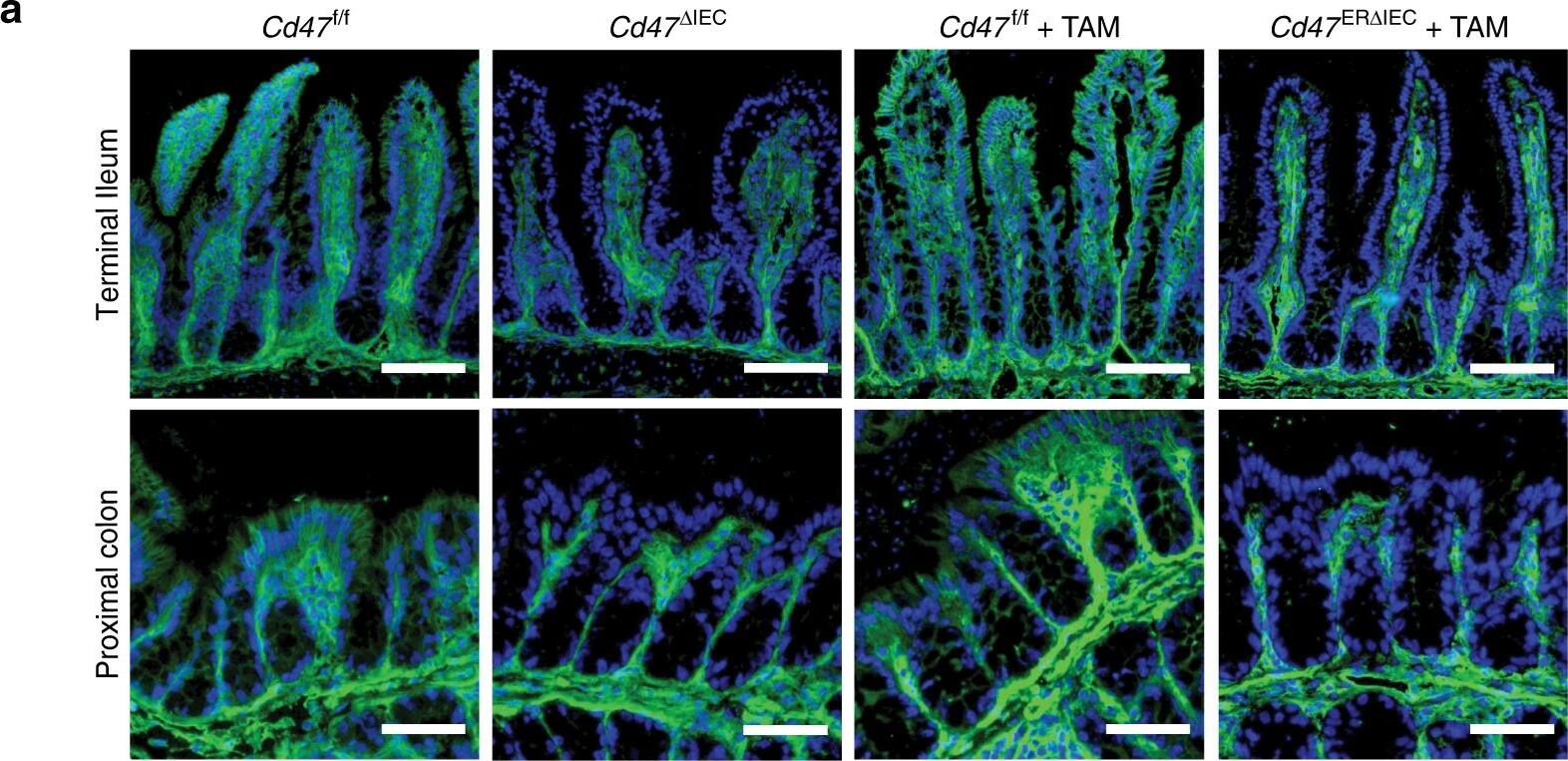 Detection of Mouse CD47 by Immunocytochemistry/Immunofluorescence