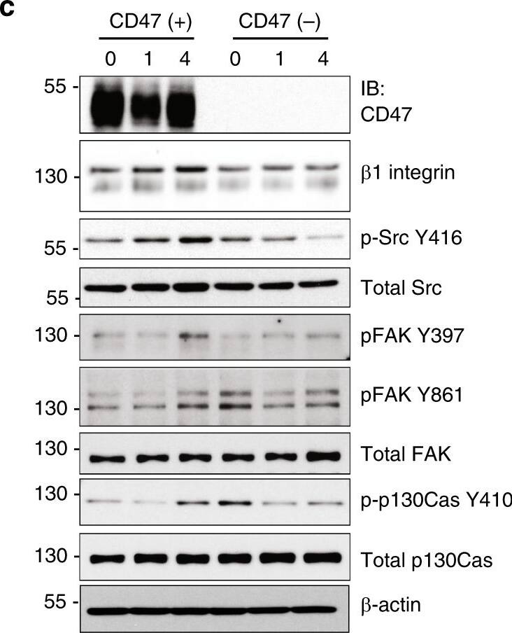 Detection of Mouse CD47 by Western Blot