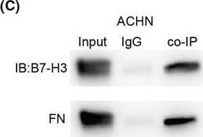 Detection of Fibronectin by Western Blot