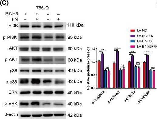 Detection of Fibronectin by Western Blot