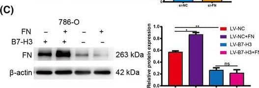 Detection of Fibronectin by Western Blot