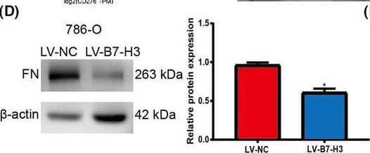 Detection of Fibronectin by Western Blot
