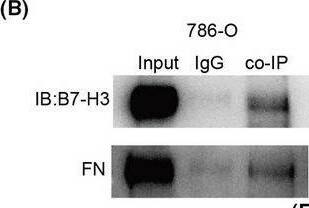 Detection of Fibronectin by Western Blot
