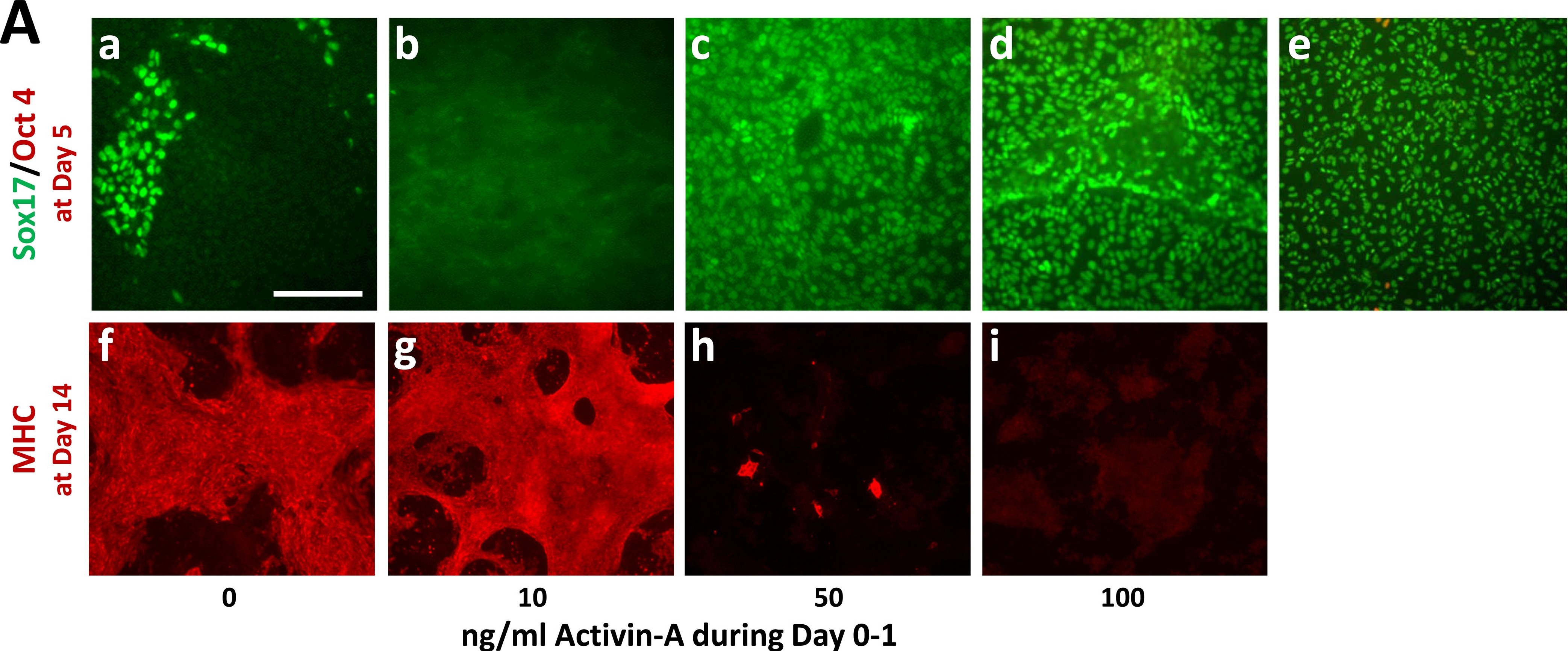 Detection of Human SOX17 by Immunocytochemistry/Immunofluorescence.